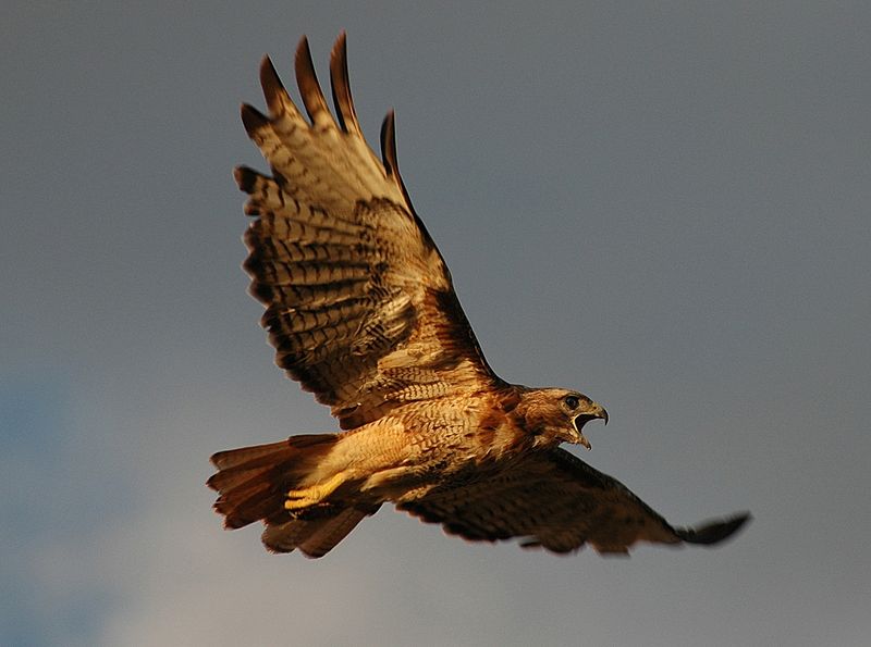 Repeated Visits Mean The Hawk Has Learned That Hunting There Pays Off