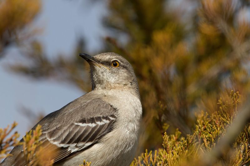 Repeating Other Birds' Songs Serves A Real Purpose Repeating Other Birds' Songs Serves A Real Purpose