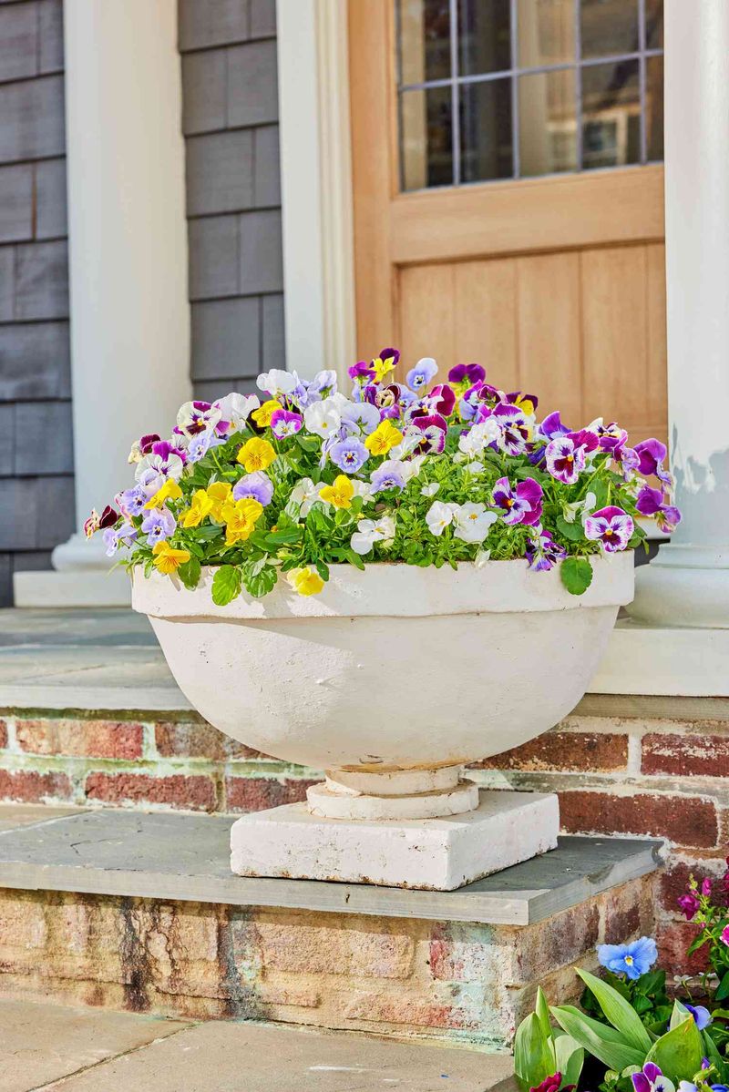 Replace Failed Plants With Fresh Cool Season Fillers Replace Failed Plants With Fresh Cool Season Fillers