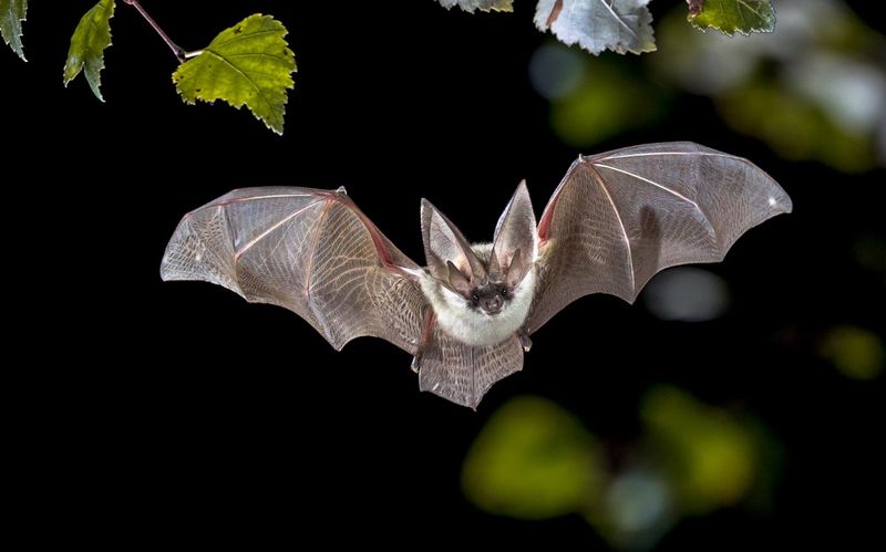 Replace Fear With Ohio Bat Facts Replace Fear With Ohio Bat Facts