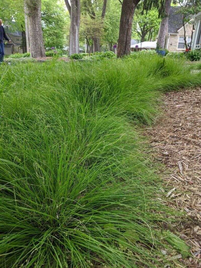 Replace Fuzzy Leaves With Better Native Habitat
