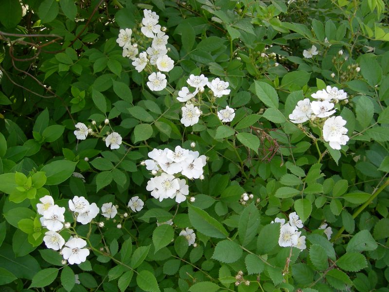 Replace Multiflora Rose Instead Of Moving It