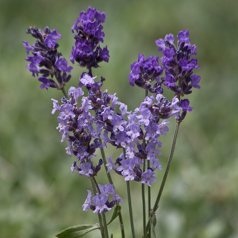 Replace Plants With Little Remaining Green Growth Replace Plants With Little Remaining Green Growth