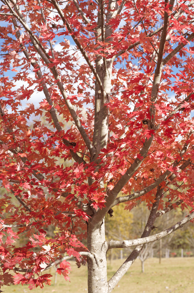 Replace Removed Trees With Native New Jersey Maples Replace Removed Trees With Native New Jersey Maples