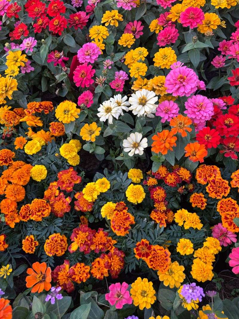 Replace Tired Beds With Summer Annuals Replace Tired Beds With Summer Annuals