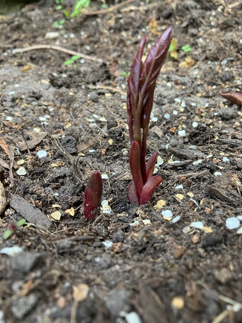 Replant Eyes Close To The Soil Surface Replant Eyes Close To The Soil Surface