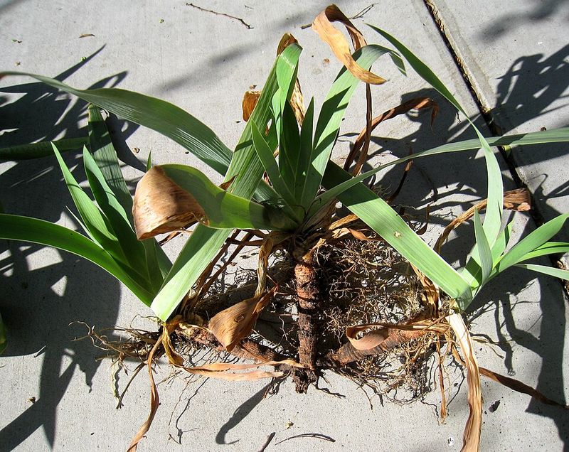 Replant Healthy Divisions For Next Spring's Bloom Replant Healthy Divisions For Next Spring's Bloom