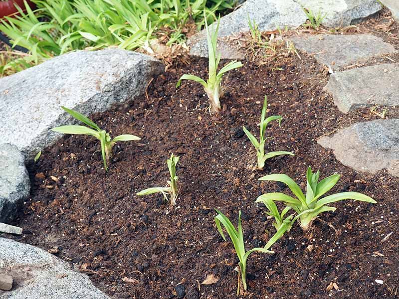 Replant Right Away At The Same Depth