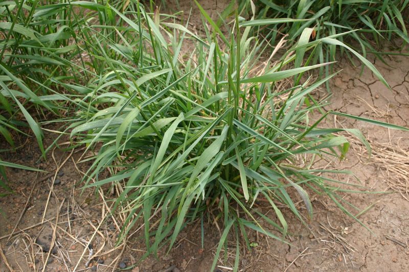 Replant With Competitive Perennials Replant With Competitive Perennials
