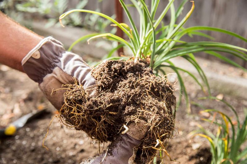 Replant the Crown and Expect Recovery Time