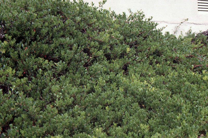 Replanting Helps Keep Blackberry From Returning