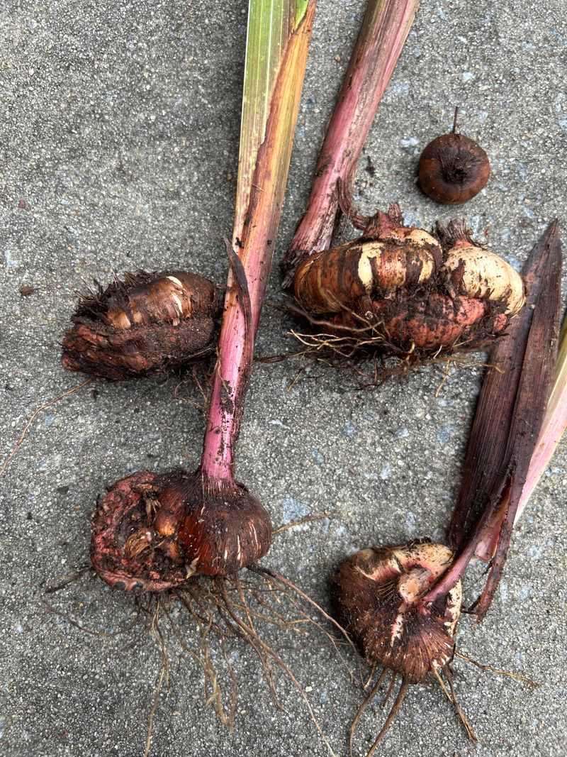 Replanting Iris For Strong Root Growth Before Fall Replanting Iris For Strong Root Growth Before Fall