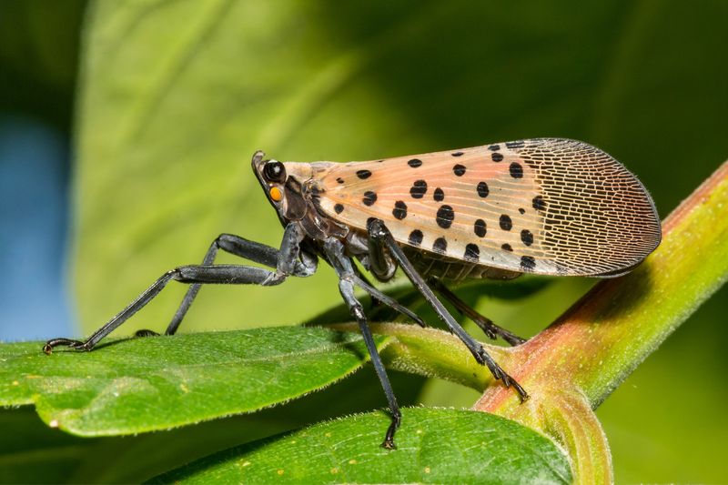 Report Or Manage Sightings With Official Guidance Report Or Manage Sightings With Official Guidance