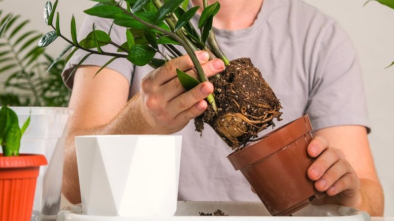 Repot Only When The Plant Is Crowded