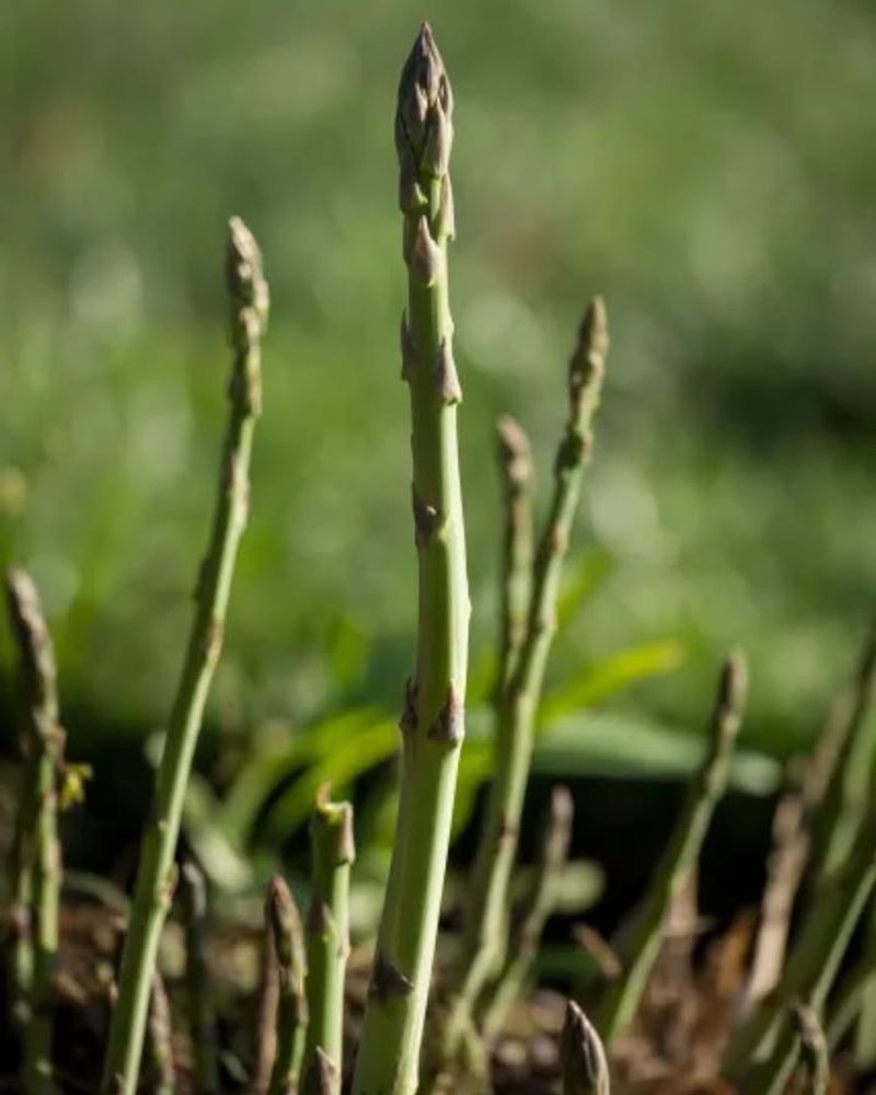 Requires Deep, Well-Drained Soil