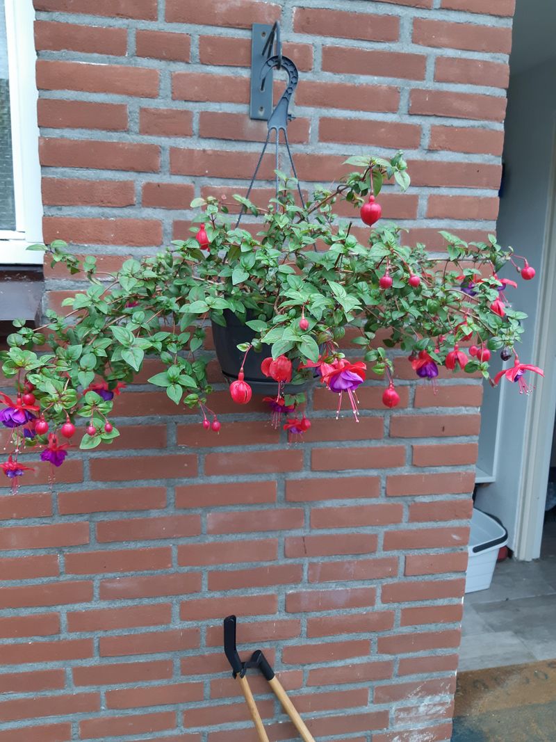 Rescue Fuchsias From Hot Patios Rescue Fuchsias From Hot Patios