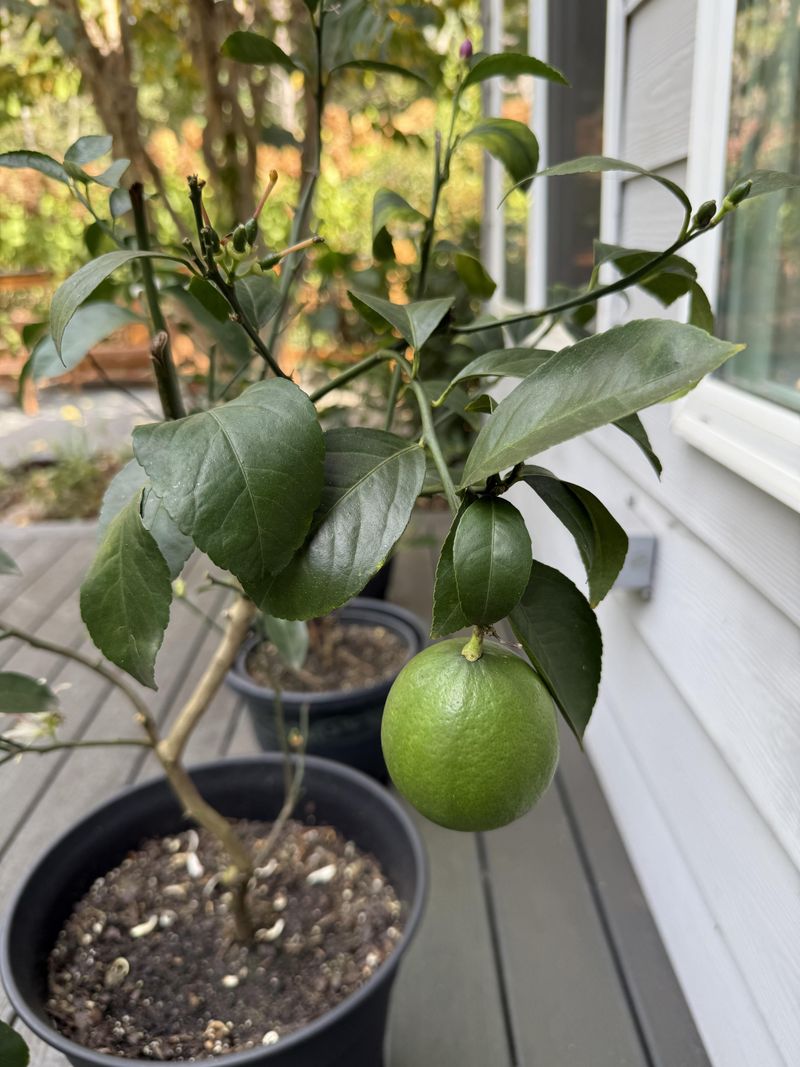 Rescue Potted Citrus From The Hottest Exposure