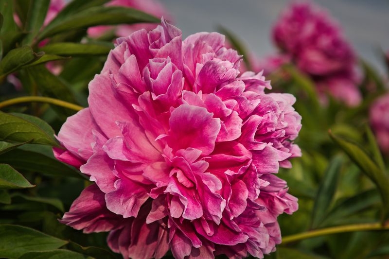 Resist The Urge To Disturb Peonies In July