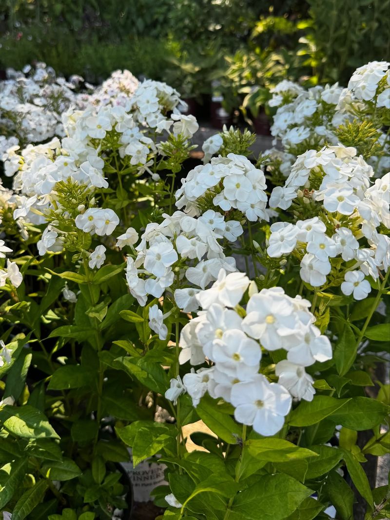 Resistant Cultivars Matter Next Resistant Cultivars Matter Next