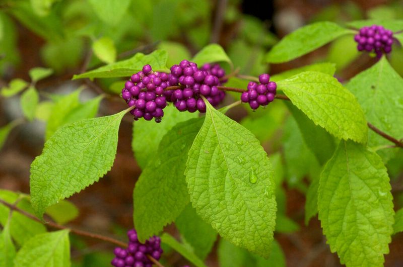 Resistant Plants Need Separate Planning Resistant Plants Need Separate Planning