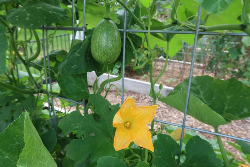 Resistant Varieties Help Later