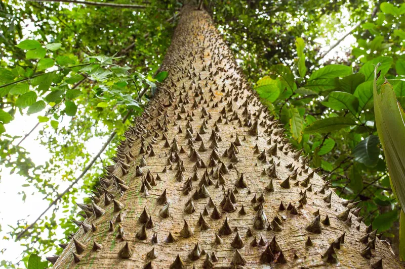 Respect The Tree Without Turning It Into A Myth
