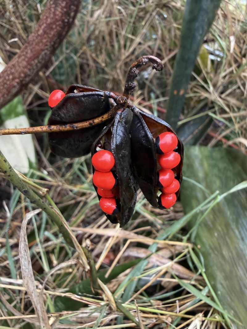 Respect The Vine Without Touching The Seeds Respect The Vine Without Touching The Seeds