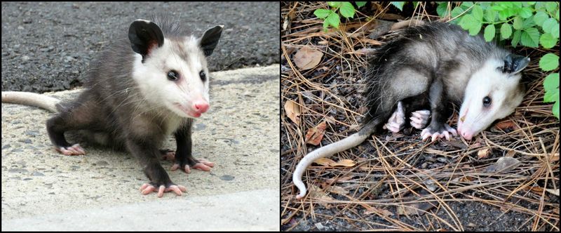 Respond Safely To Opossums And Bites Respond Safely To Opossums And Bites