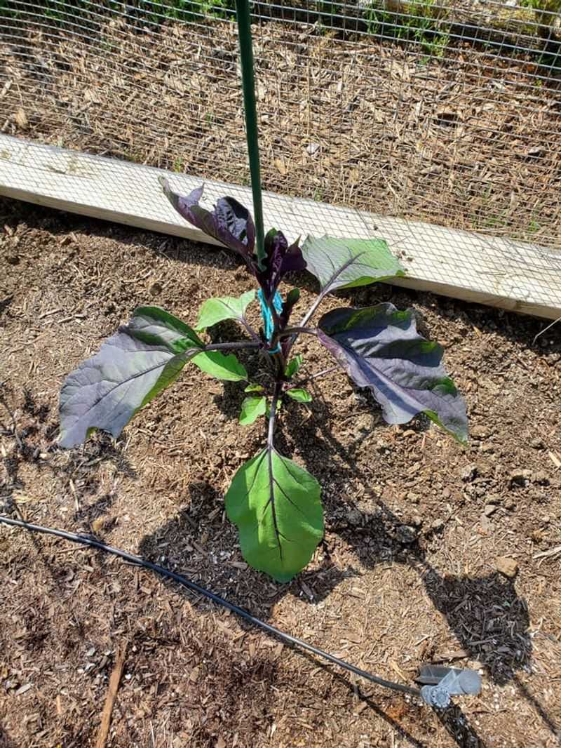 Restricted Roots Cannot Supply The Growing Plant Restricted Roots Cannot Supply The Growing Plant