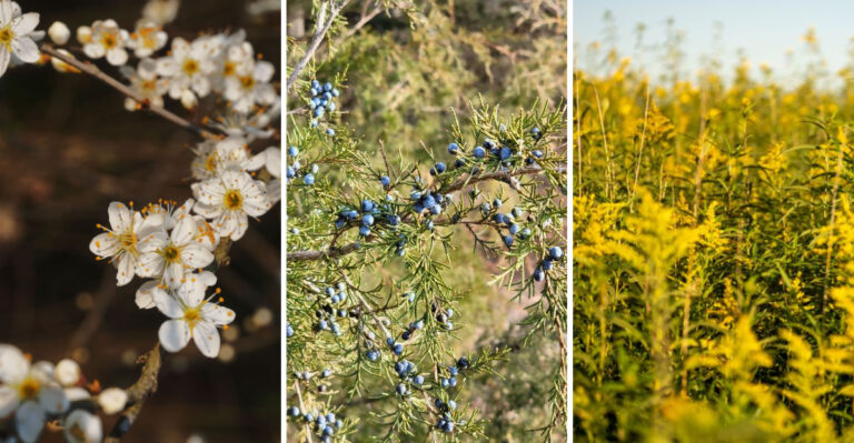Rhode Island’s Best Native Plants For Coastal Gardens