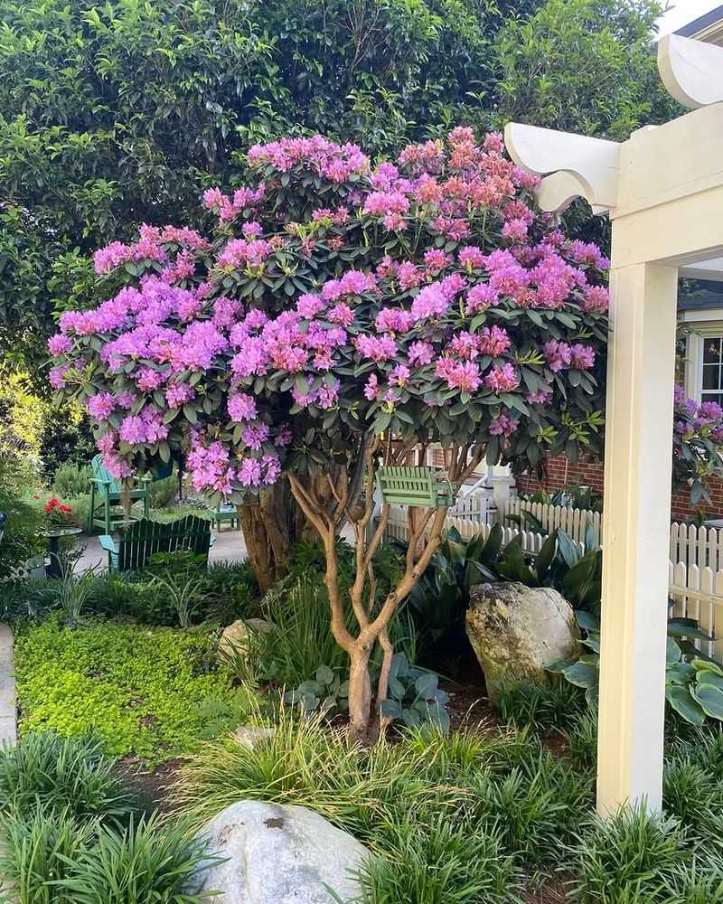 Rhododendron Rhododendron