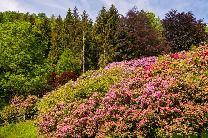Rhododendrons And Azaleas Hold Next Flowers Rhododendrons And Azaleas Hold Next Flowers