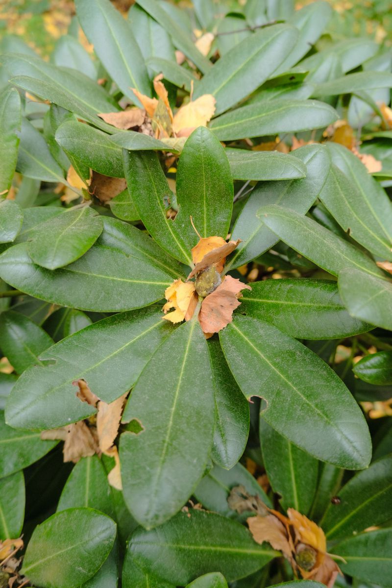 Rhododendrons Lose Moisture Through Broad Leaves