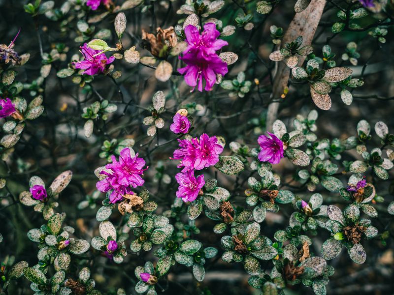 Rhodora (Rhododendron Canadense) Rhodora (Rhododendron Canadense)