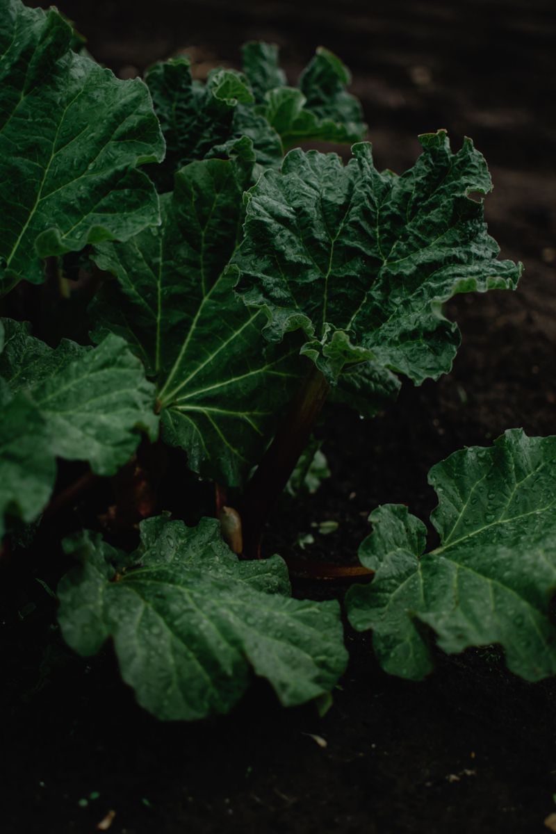 Rhubarb