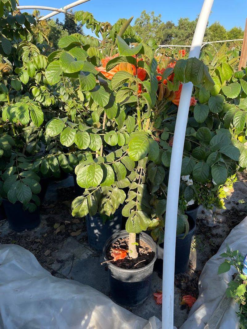 Ricardo's Nursery — Long Beach