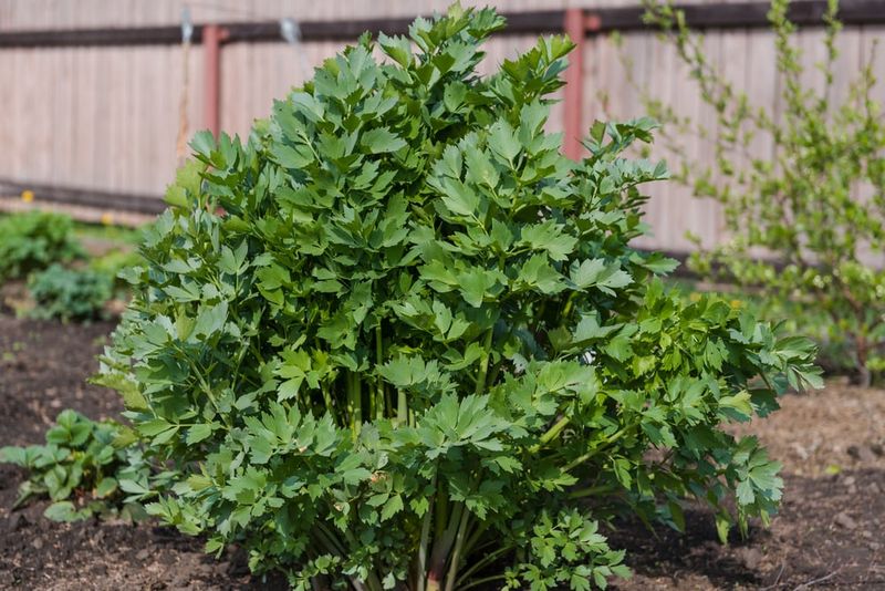 Rich Moist Soil Helps Lovage Grow Well Rich Moist Soil Helps Lovage Grow Well