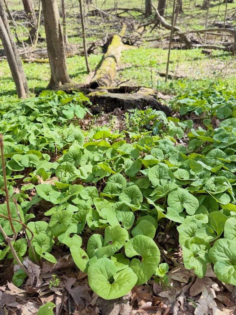 Rich Soil And Consistent Moisture Support Full Growth Rich Soil And Consistent Moisture Support Full Growth