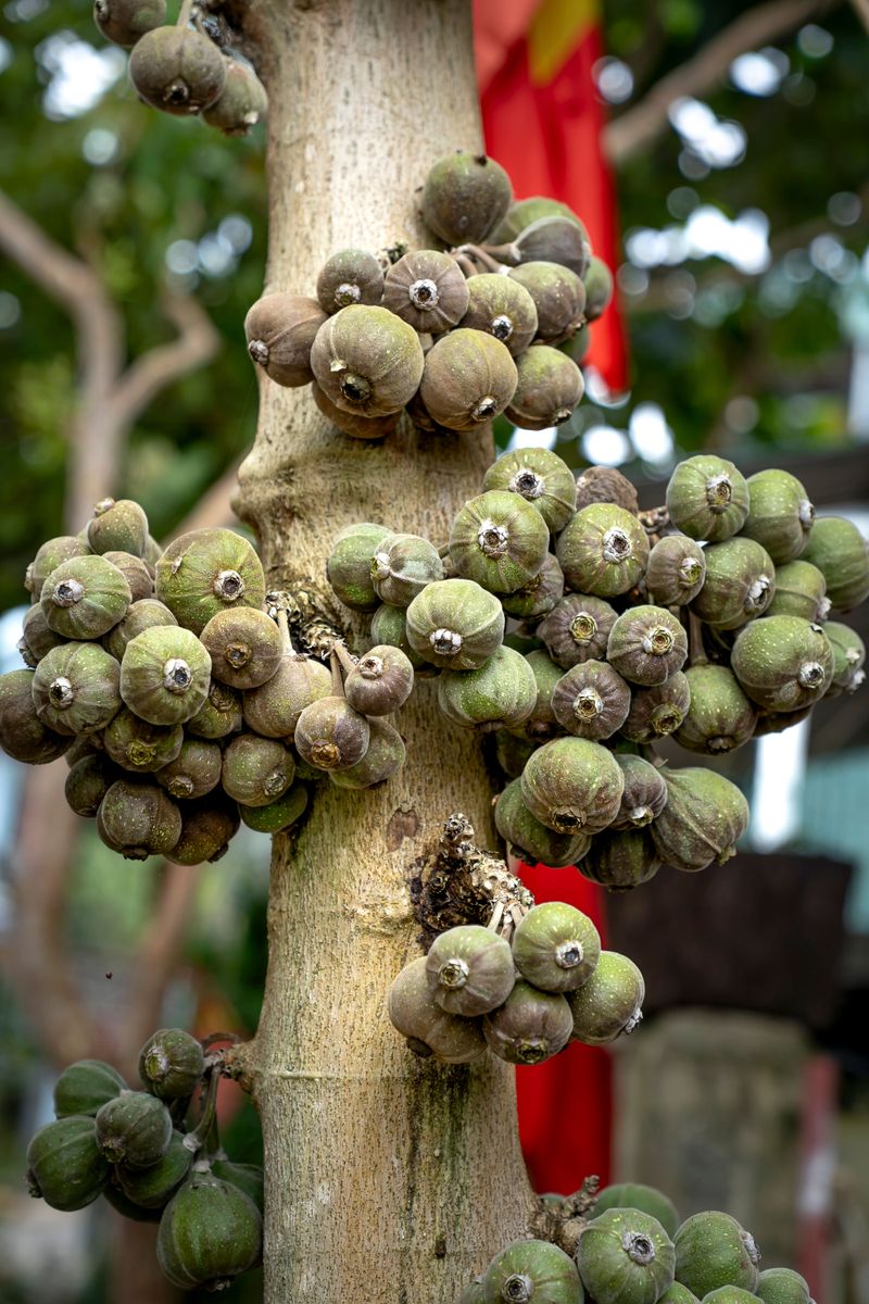 Rich Soil Nutrients Fueled Fruit Growth Rich Soil Nutrients Fueled Fruit Growth
