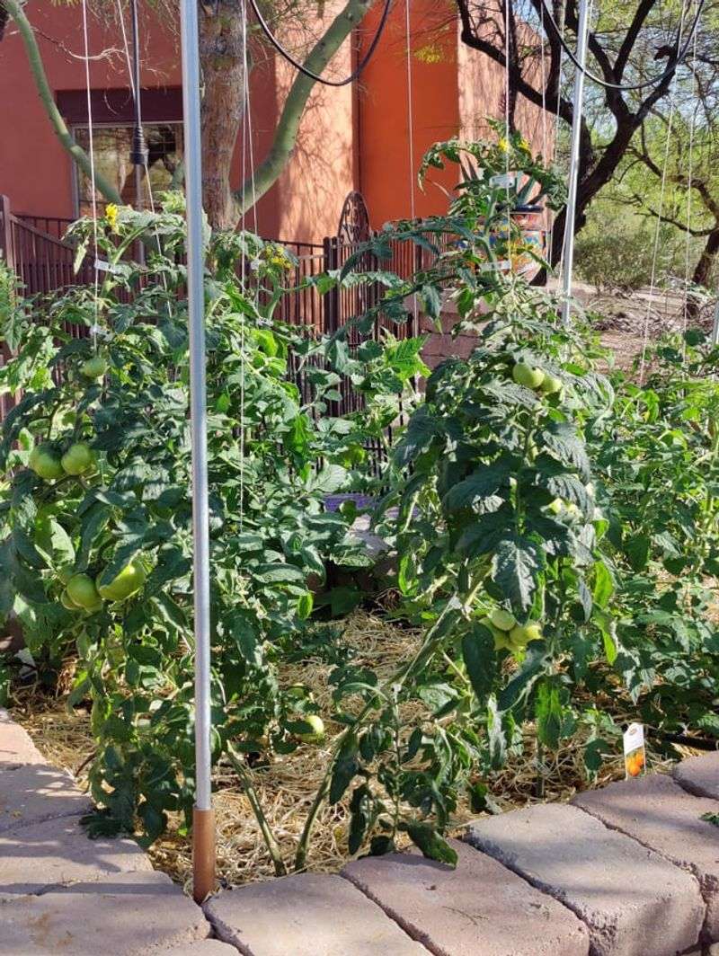 Rich Soil Supports Strong Root Growth Rich Soil Supports Strong Root Growth