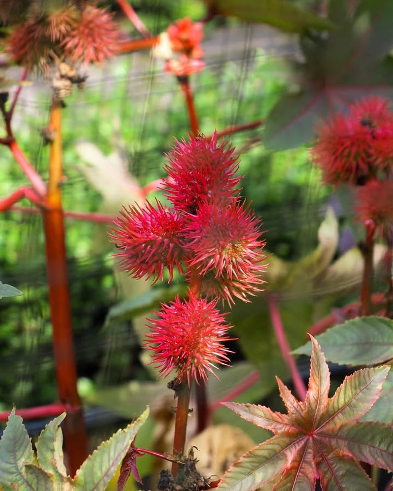 Ricin Makes This Plant So Toxic Ricin Makes This Plant So Toxic