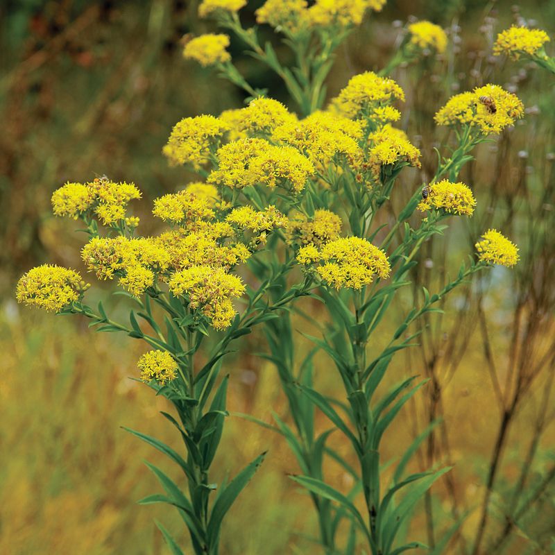 Riddell's Goldenrod Brings Late Color With Lower Browse Risk