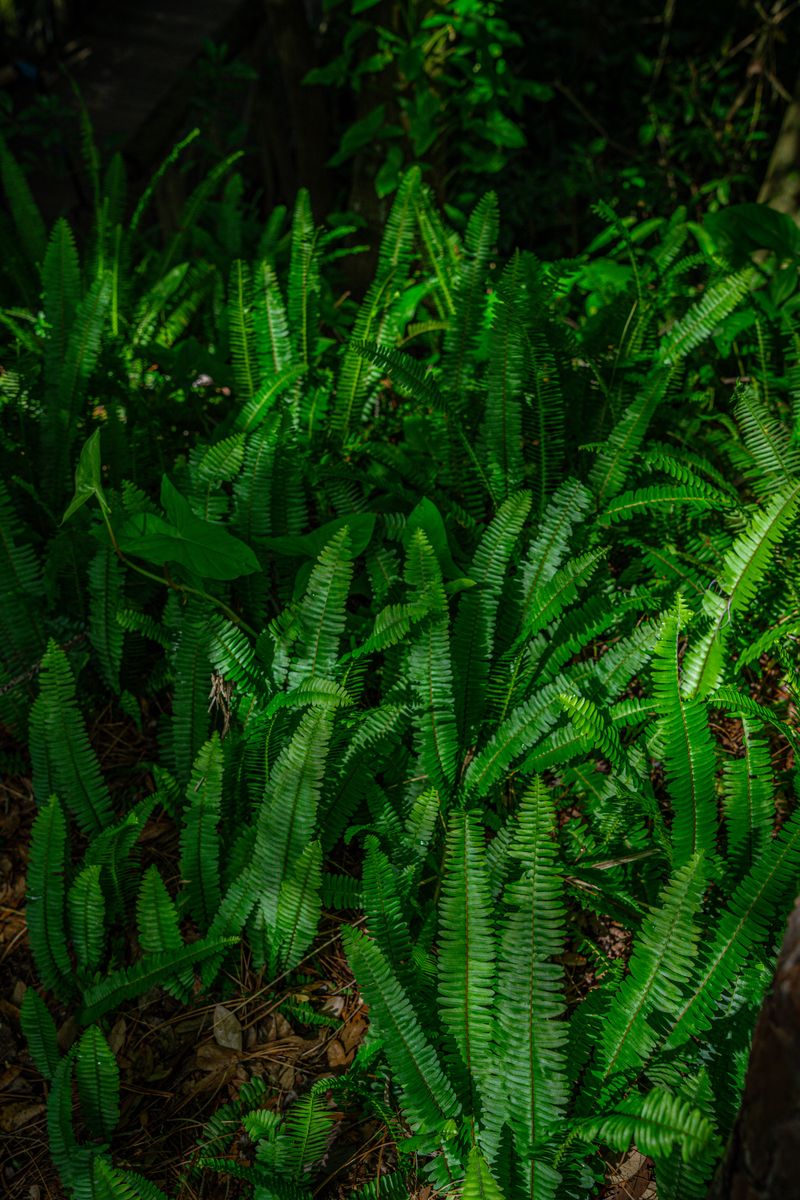 Ring It With Mulch And Shade-Loving Ferns Ring It With Mulch And Shade-Loving Ferns