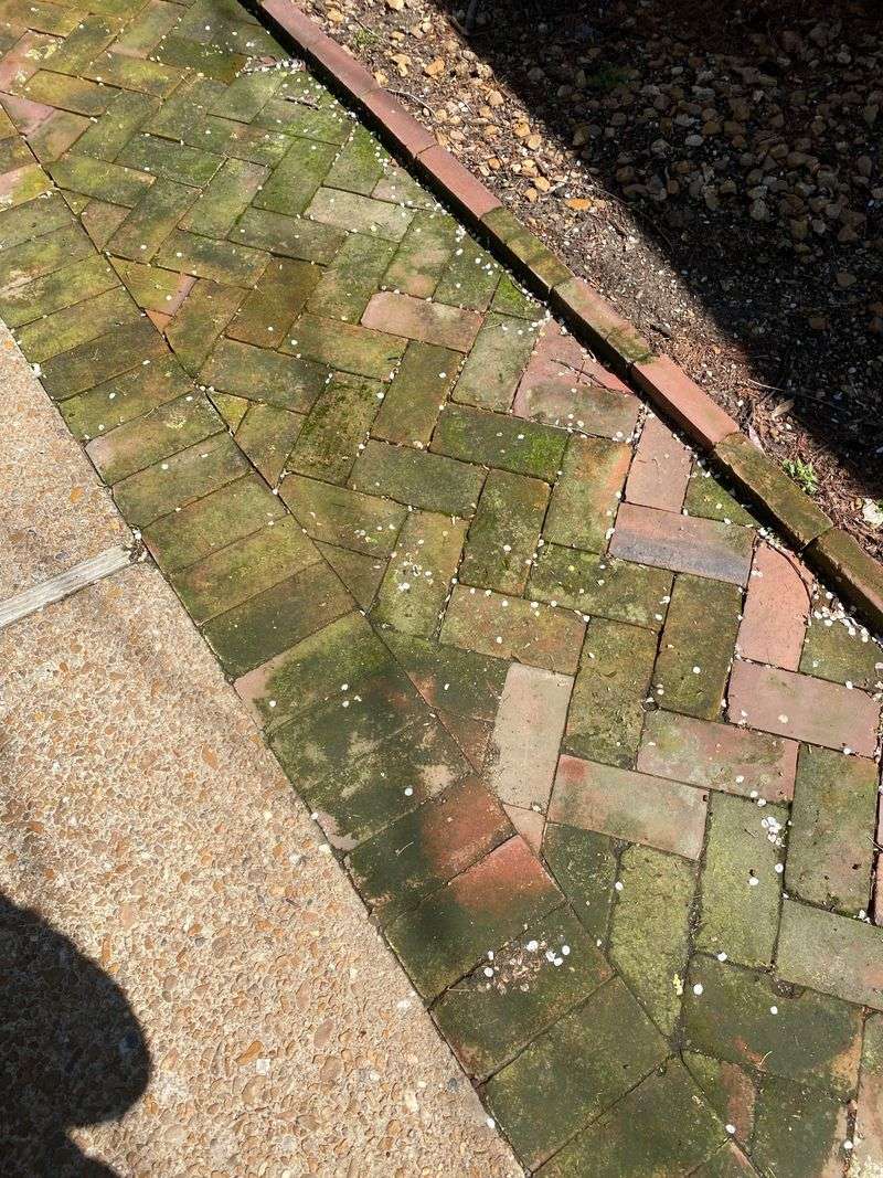 Rinse Away Loose Moss Before Treating Stains
