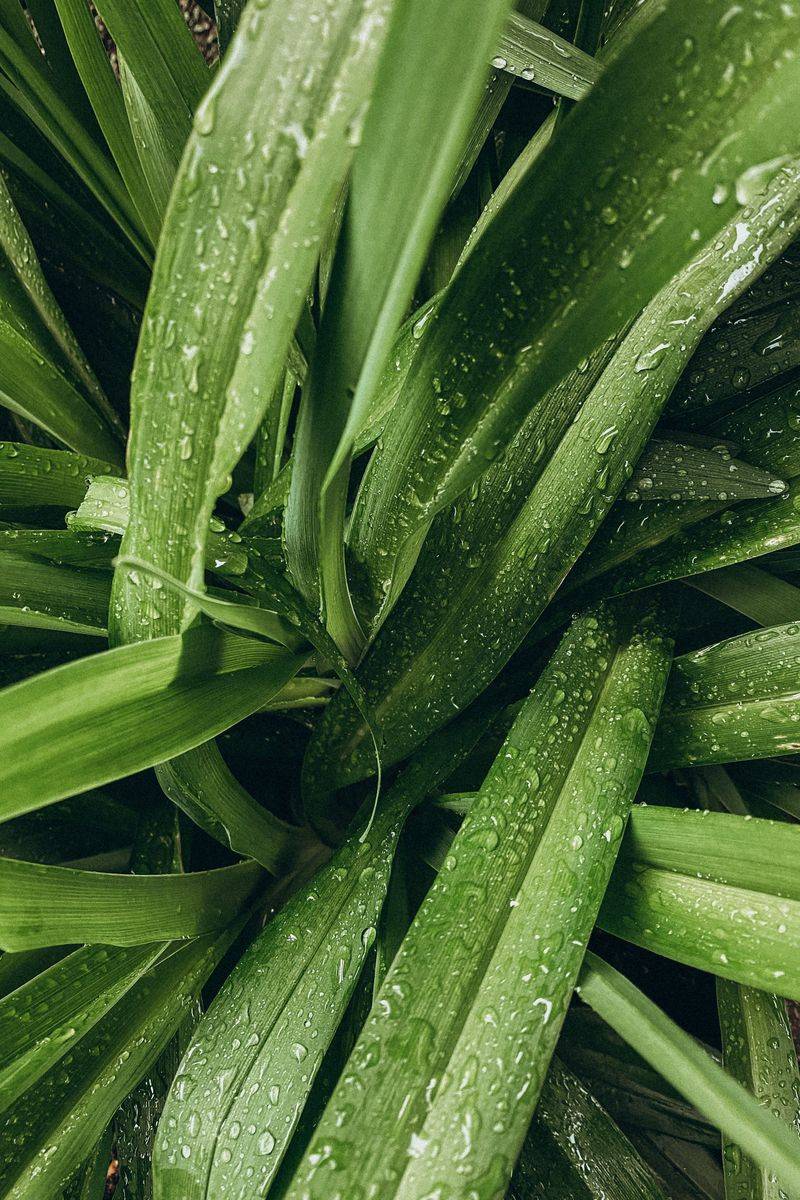 Rinse Foliage With Fresh Water