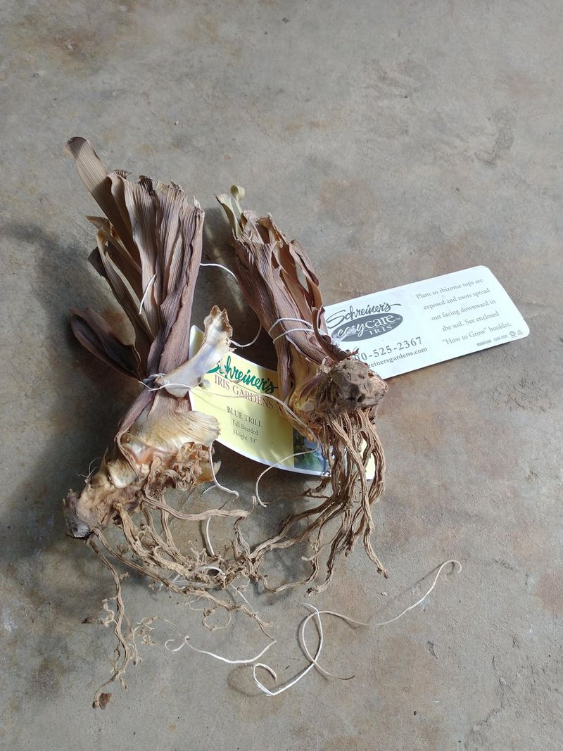 Rinse Off Soil To See Rhizomes Clearly