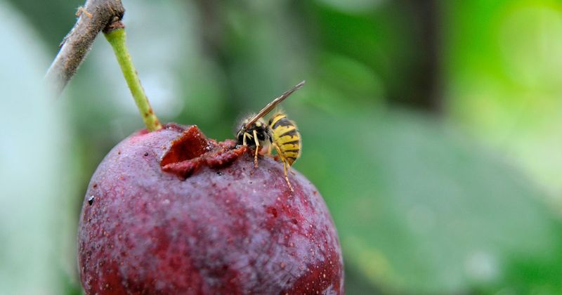 Ripe Fruit Is Drawing Them In