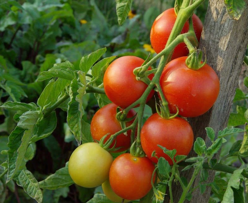 Ripe Tomatoes