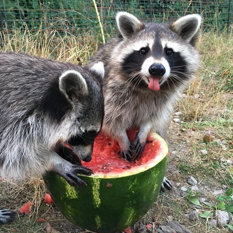 Ripe Watermelons
