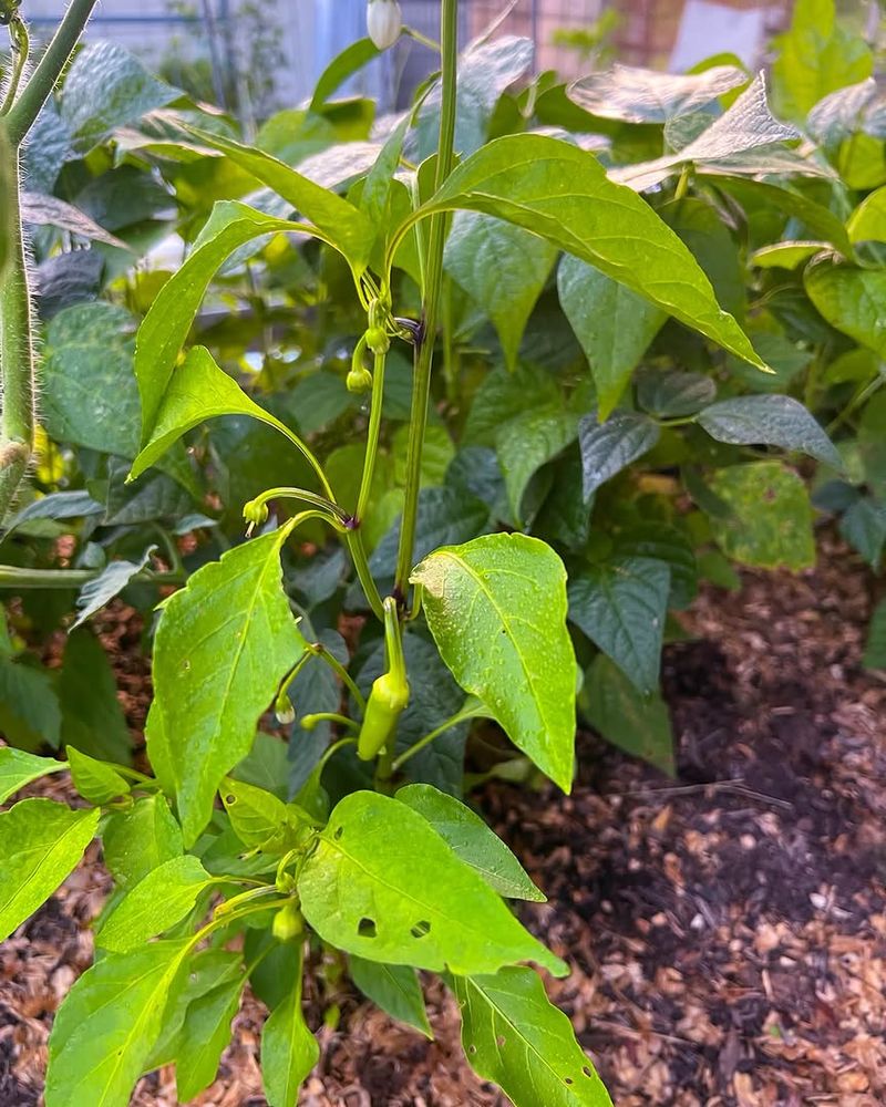 Ripen Green Peppers Indoors Ripen Green Peppers Indoors